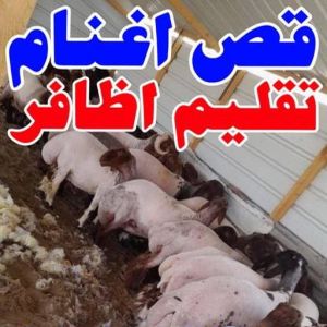 قص اغنام - تقليم اظافر - ابومصطفى 60777317 - اغنام الكويت - جز غنم - جز اغنام - جز صوف - حلاق اغنام - حلاق غنم - جز 3 167644045561822 قص اغنام - تقليم اظافر - ابومصطفى 60777317 - اغنام الكويت - جز غنم - جز اغنام - جز صوف - حلاق اغنام - حلاق غنم - جز